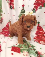 Laura, a female Cavapoo for sale in Stoutland, MO – 6 of 8