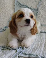 Trixie, a female Cavachon for sale in Stoutland, MO – 7 of 10