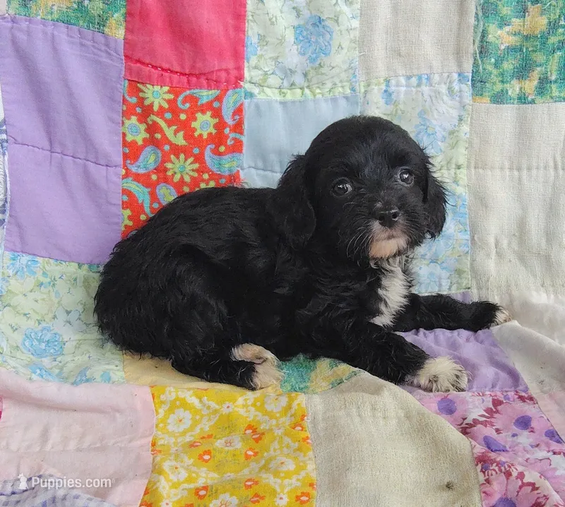 Allen – Cavapoo, Poodle - Miniature  puppy for sale in Stoutland, MO