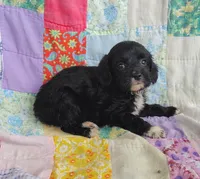 Allen, a male Cavapoo and Poodle - Miniature  for sale in Stoutland, MO – 1 of 6