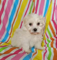 Hillary, a female Havanese for sale in Stoutland, MO – 4 of 5