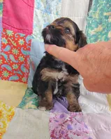 Michael , a male Yorkipoo for sale in Stoutland, MO – 7 of 10