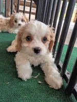 Tracie, a female Cavachon for sale in Stoutland, MO – 7 of 10