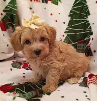 Maddie, a female Maltipoo for sale in Stoutland, MO – 6 of 7
