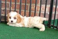 Trixie, a female Cavachon for sale in Stoutland, MO – 3 of 10