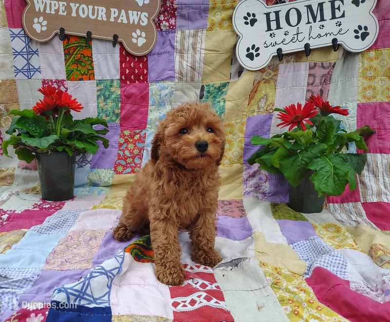 Eleanor  – Poodle - Miniature  puppy for sale in Stoutland, MO