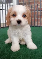 Tracie, a female Cavachon for sale in Stoutland, MO – 4 of 10