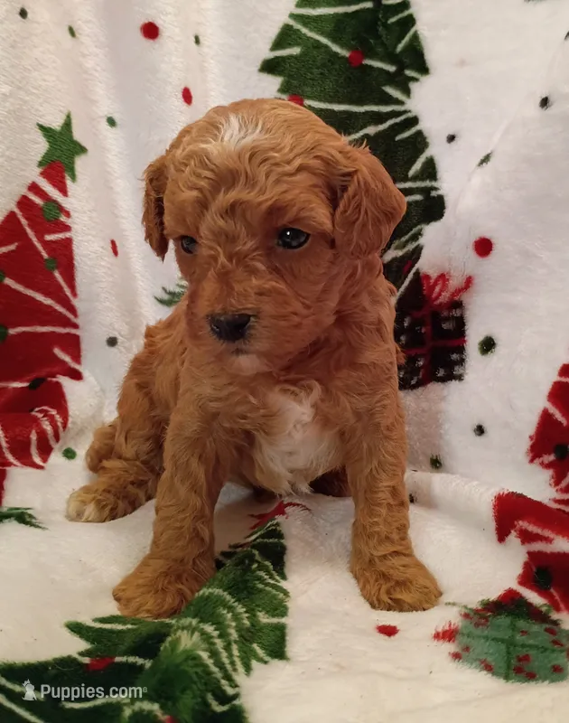 Teddy – Cavapoo puppy for sale in Stoutland, MO