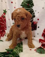 Teddy, a male Cavapoo for sale in Stoutland, MO – 1 of 7