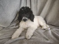Sonny, a male Poodle - Standard  for sale in Stoutland, MO – 5 of 9