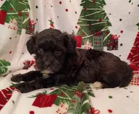 Henry , a male Havapoo for sale in Stoutland, MO – 6 of 8