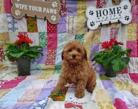 Eleanor , a female Poodle - Miniature  for sale in Stoutland, MO – 3 of 3