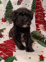 Henry , a male Havapoo for sale in Stoutland, MO – 7 of 8