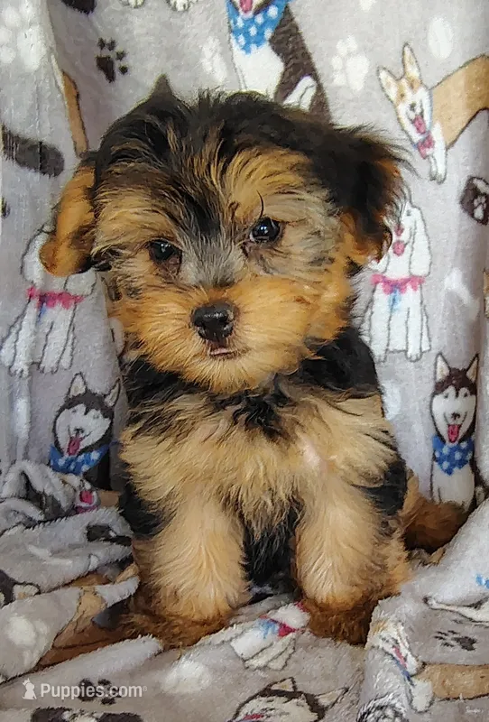 Nick – Maltipoo, Yorkshire Terrier puppy for sale in Stoutland, MO