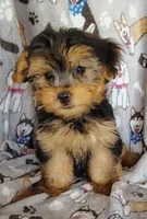 Nick, a male Maltipoo and Yorkshire Terrier for sale in Stoutland, MO – 1 of 7