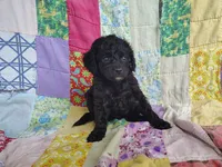 Alex, a male Cavapoo and Poodle - Miniature  for sale in Stoutland, MO – 4 of 6