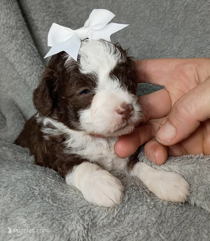 Belle – Poodle - Miniature , Miniature Aussiedoodle puppy for sale in Stoutland, MO