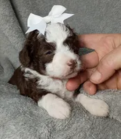 Belle, a female Poodle - Miniature  and Miniature Aussiedoodle for sale in Stoutland, MO – 1 of 7