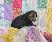 Michael , a male Yorkipoo for sale in Stoutland, MO – 3 of 10