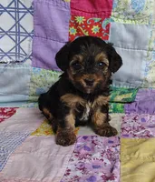 Cici, a female Yorkipoo for sale in Stoutland, MO – 4 of 9