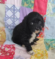 Allen, a male Cavapoo and Poodle - Miniature  for sale in Stoutland, MO – 2 of 6