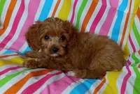 Rex, a male Cavapoo for sale in Stoutland, MO – 3 of 4