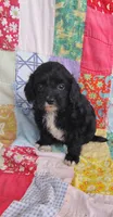 Allen, a male Cavapoo and Poodle - Miniature  for sale in Stoutland, MO – 4 of 6