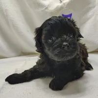 Cora, a female Shihpoo for sale in Stoutland, MO – Photo 4 of 7