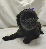 Cora, a female Cavapoo for sale in Stoutland, MO – Photo 4 of 7