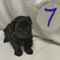 Cora, a female Shihpoo for sale in Stoutland, MO – Photo 5 of 7