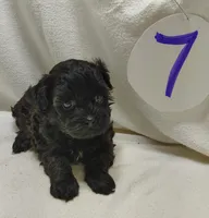 Cora, a female Cavapoo for sale in Stoutland, MO – Photo 5 of 7