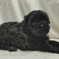 Cora, a female Shihpoo for sale in Stoutland, MO – Photo 6 of 7