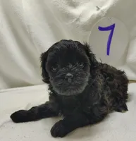 Cora, a female Cavapoo for sale in Stoutland, MO – Photo 2 of 7