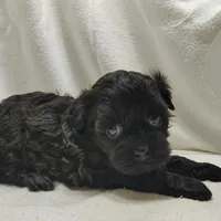 Cora, a female Shihpoo for sale in Stoutland, MO – Photo 7 of 7