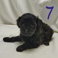 Cora, a female Shihpoo for sale in Stoutland, MO – Photo 3 of 7