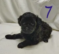 Cora, a female Cavapoo for sale in Stoutland, MO – Photo 3 of 7