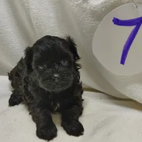 Cora, a female Shihpoo for sale in Stoutland, MO – Photo 1 of 7