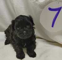 Cora, a female Cavapoo for sale in Stoutland, MO – Photo 1 of 7