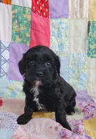Amanda , a female Cavapoo and Poodle - Miniature  for sale in Stoutland, MO – 3 of 8