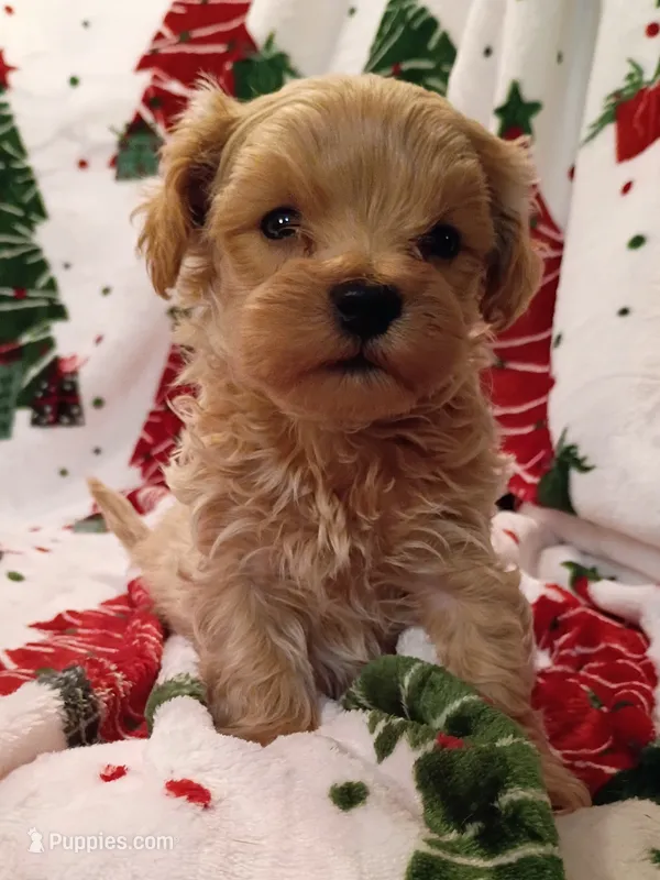 Marcus – Maltipoo puppy for sale in Stoutland, MO