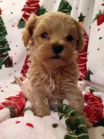 Marcus, a male Maltipoo for sale in Stoutland, MO – 1 of 7