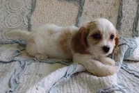 Trixie, a female Cavachon for sale in Stoutland, MO – 2 of 10