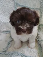 Candy, a female Havanese for sale in Stoutland, MO – 4 of 4