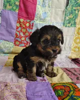 Cici, a female Yorkipoo for sale in Stoutland, MO – 6 of 9