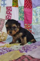 Nick, a male Maltipoo and Yorkshire Terrier for sale in Stoutland, MO – 4 of 9