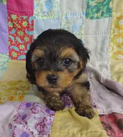 Nick, a male Maltipoo and Yorkshire Terrier for sale in Stoutland, MO – 3 of 9
