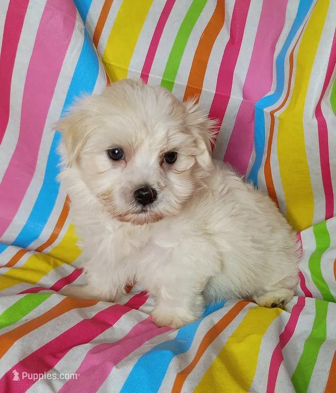 Hillary – Havanese puppy for sale in Stoutland, MO