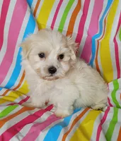 Hillary, a female Havanese for sale in Stoutland, MO – 1 of 5