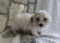 Cody, a male Havanese for sale in Stoutland, MO – 6 of 7
