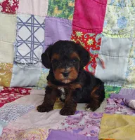 Samuel , a male Yorkipoo for sale in Stoutland, MO – 5 of 10